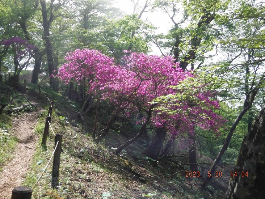 5月20日石棚山稜ツツジ類