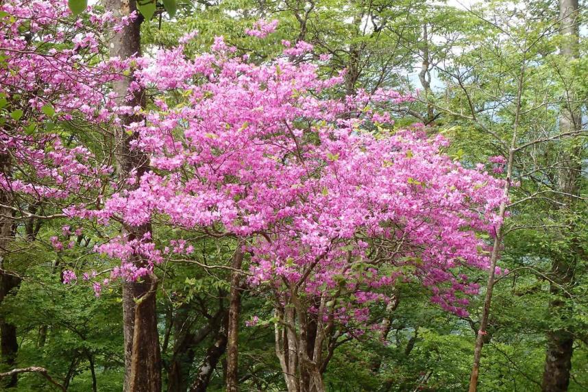 5月25日加入道山トウゴクミツバツツジ