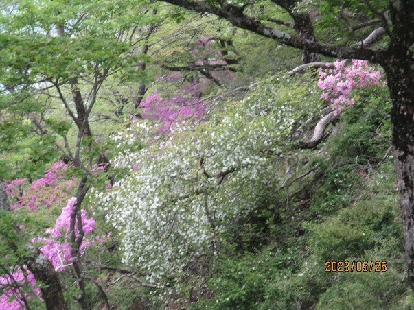 230526日高周辺のツツジ類