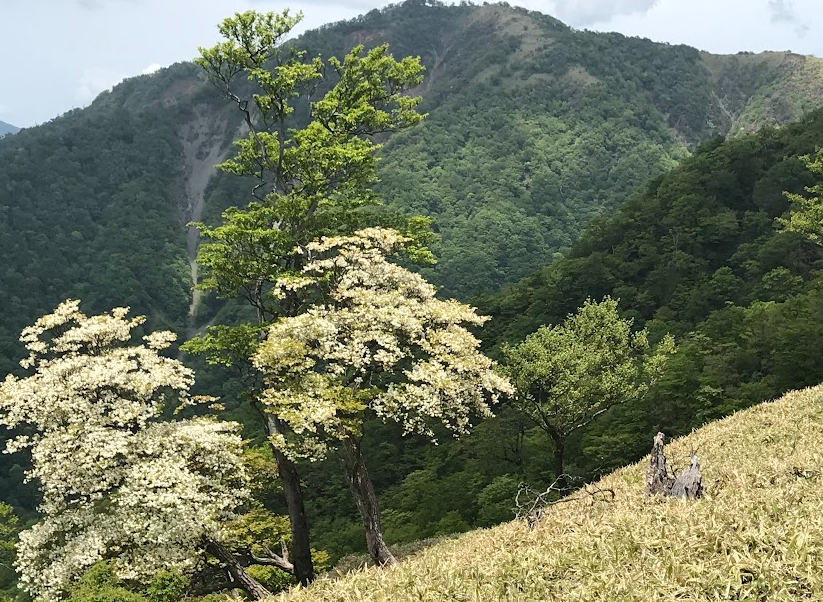 230527竜ヶ馬場周辺のシロヤシオ