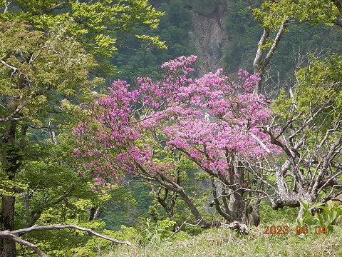 230604丹沢山山頂周辺のトウゴクミツバツツジ