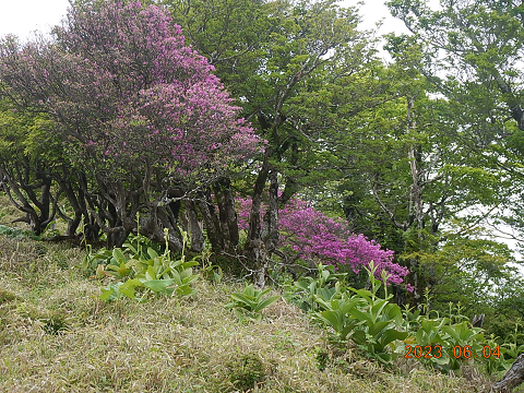 230604蛭ヶ岳周辺のトウゴクミツバツツジ