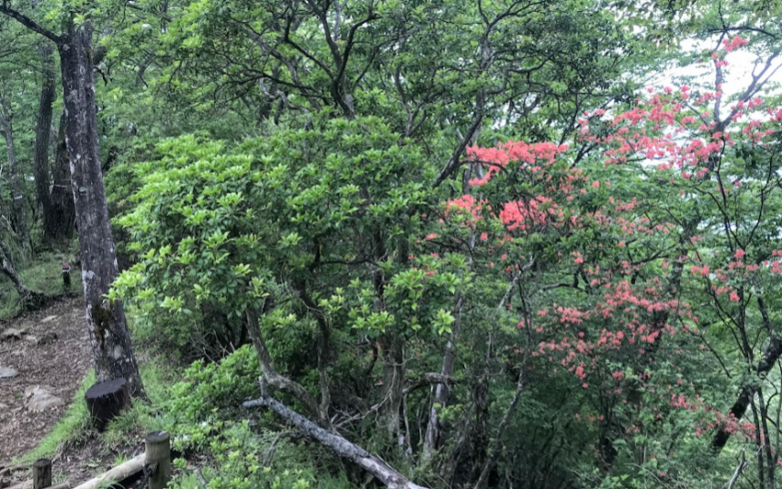 230604鍋割山山頂のヤマツツジ