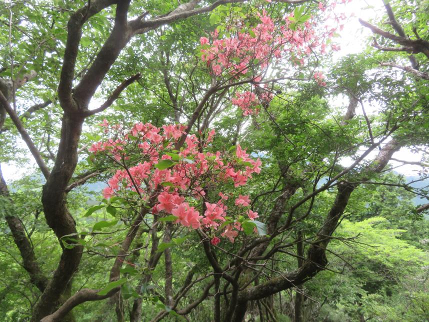 230606岳ノ台のヤマツツジ