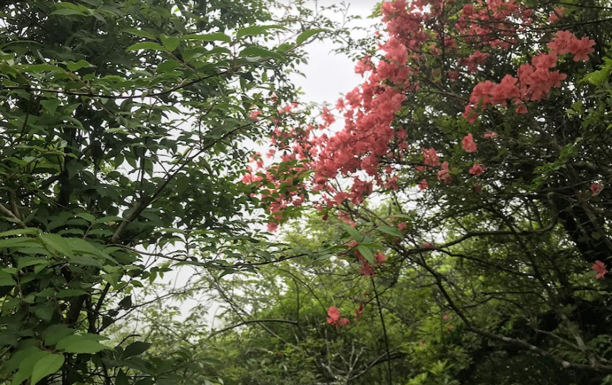 6月10日行者ヶ岳周辺ヤマツツジ