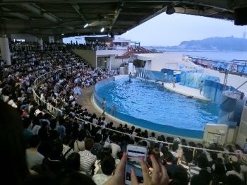 新江ノ島水族館イルカプール