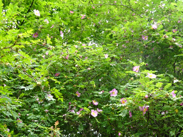 6月13日切通峠周辺