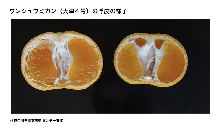 ウンシュウミカン（大津４号）の浮皮の様子の図表