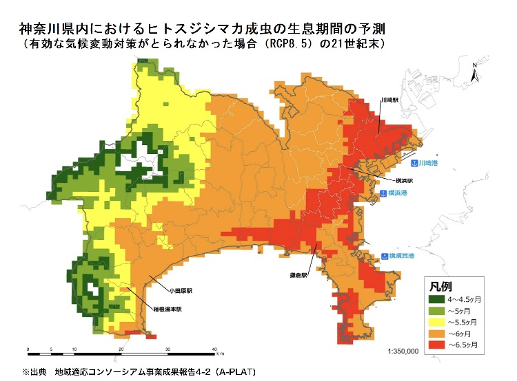 ヒトスジシマカ成虫の生息期間の予測の図表