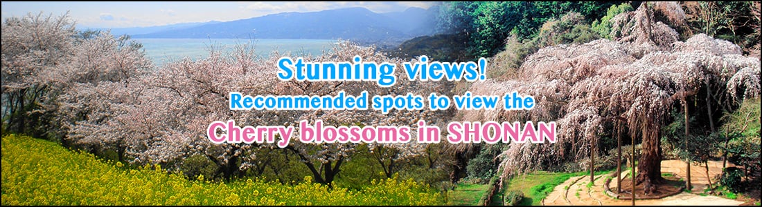 Stunning views! Recommended spots to view the cherry blossoms in SHONAN during Spring