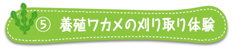 養殖ワカメの刈り取り体験