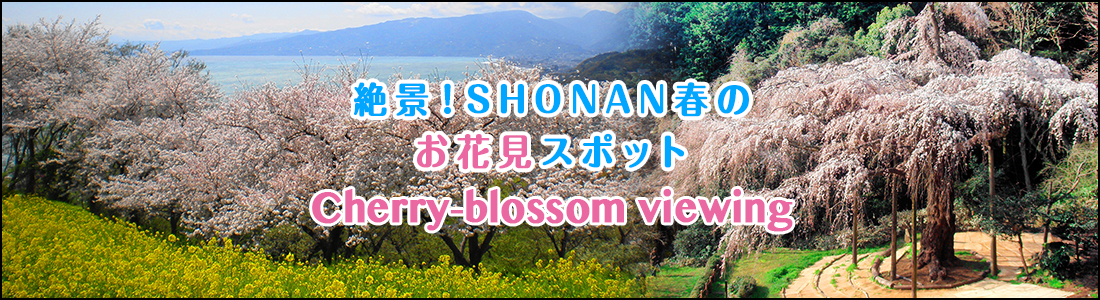 絶景!SHONAN春のお花見スポットのイメージ