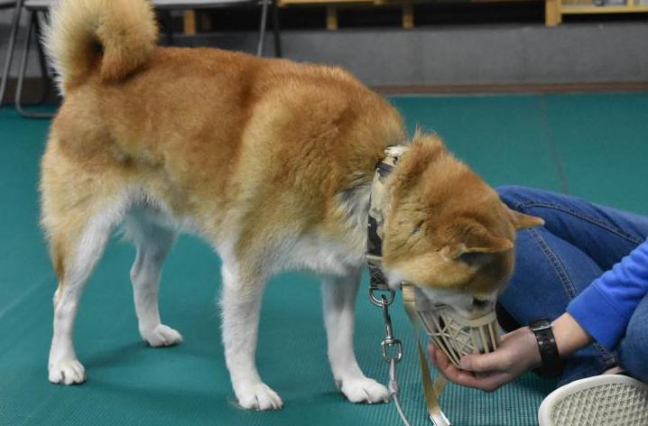 写真：口輪を装着する練習の様子