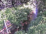 引地川 八幡橋付近のカメラ画像