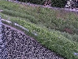 境川 高橋付近のカメラ画像