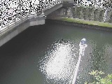 帷子川分水路 西鶴屋橋付近のカメラ画像