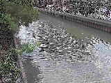 新田間川 新田間橋付近のカメラ画像