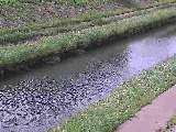 柏尾川 元町橋付近のカメラ画像