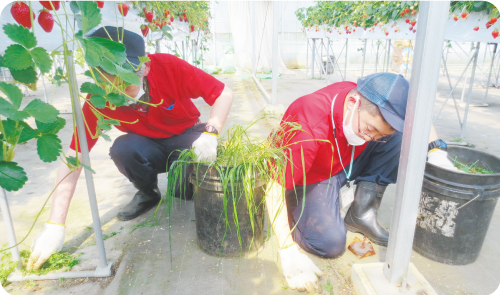 秦野市 三武農園 × くず葉学園、秦野ワークセンター