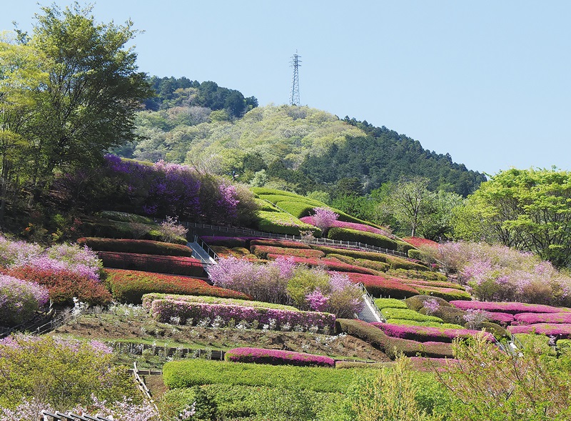 県立あいかわ公園 つつじまつり