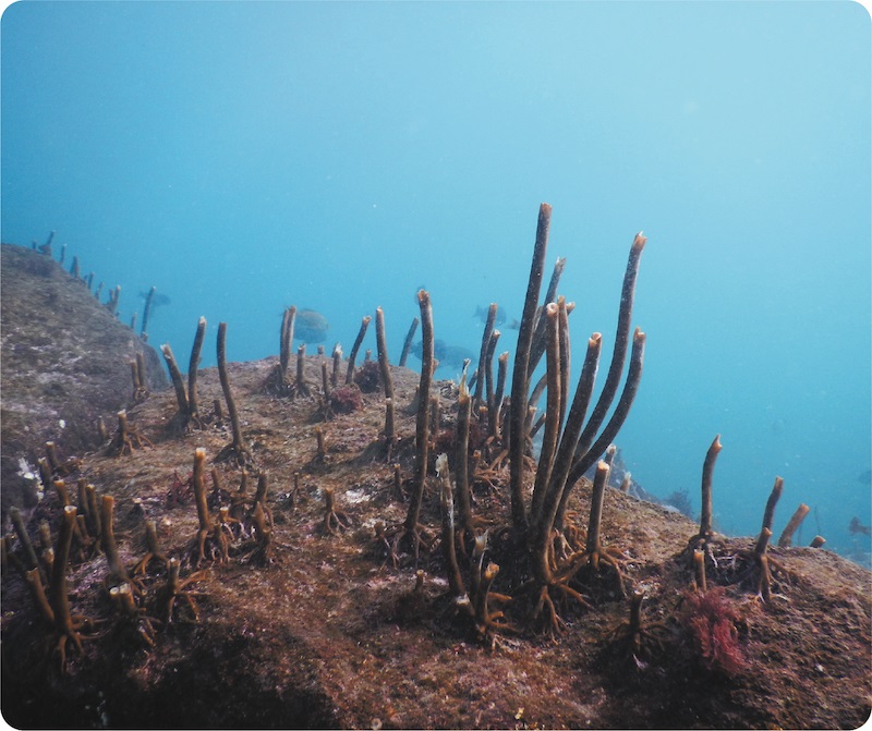 温暖化で活発化した魚類による食害で消失した藻場