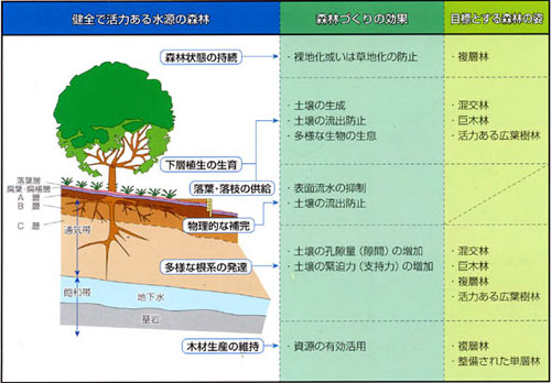 森林整備のイメージ