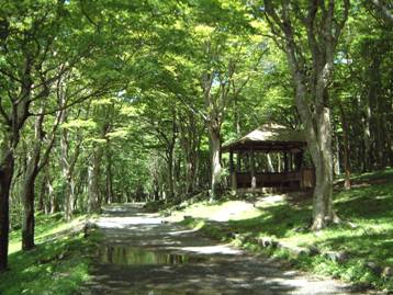 湖畔ふれあい園地の園路とあずまやの写真