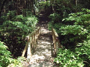 写真：探勝歩道の風景