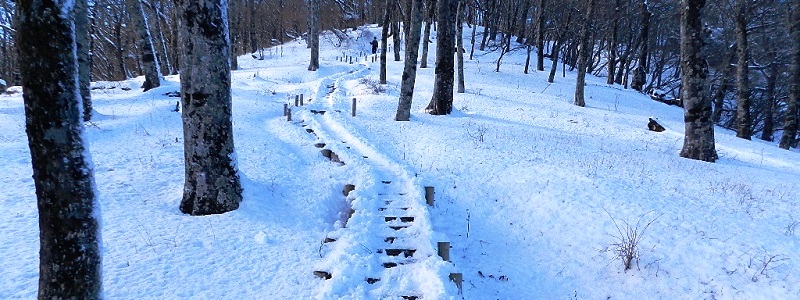 写真_登山道