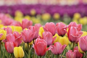 チューリップ