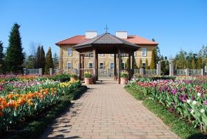 秋チューリップ