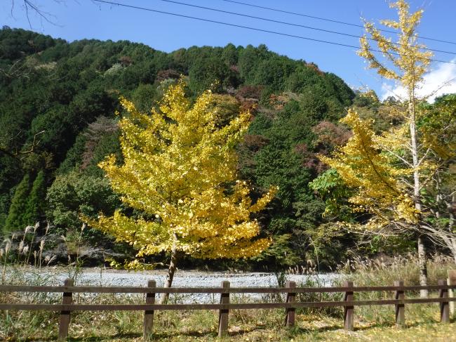 晴天とやどりき水源林の紅葉の様子2